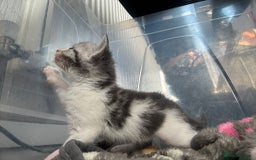Domestic Shorthair cats for sale: Gorgeous kittens for sale. - Image 4