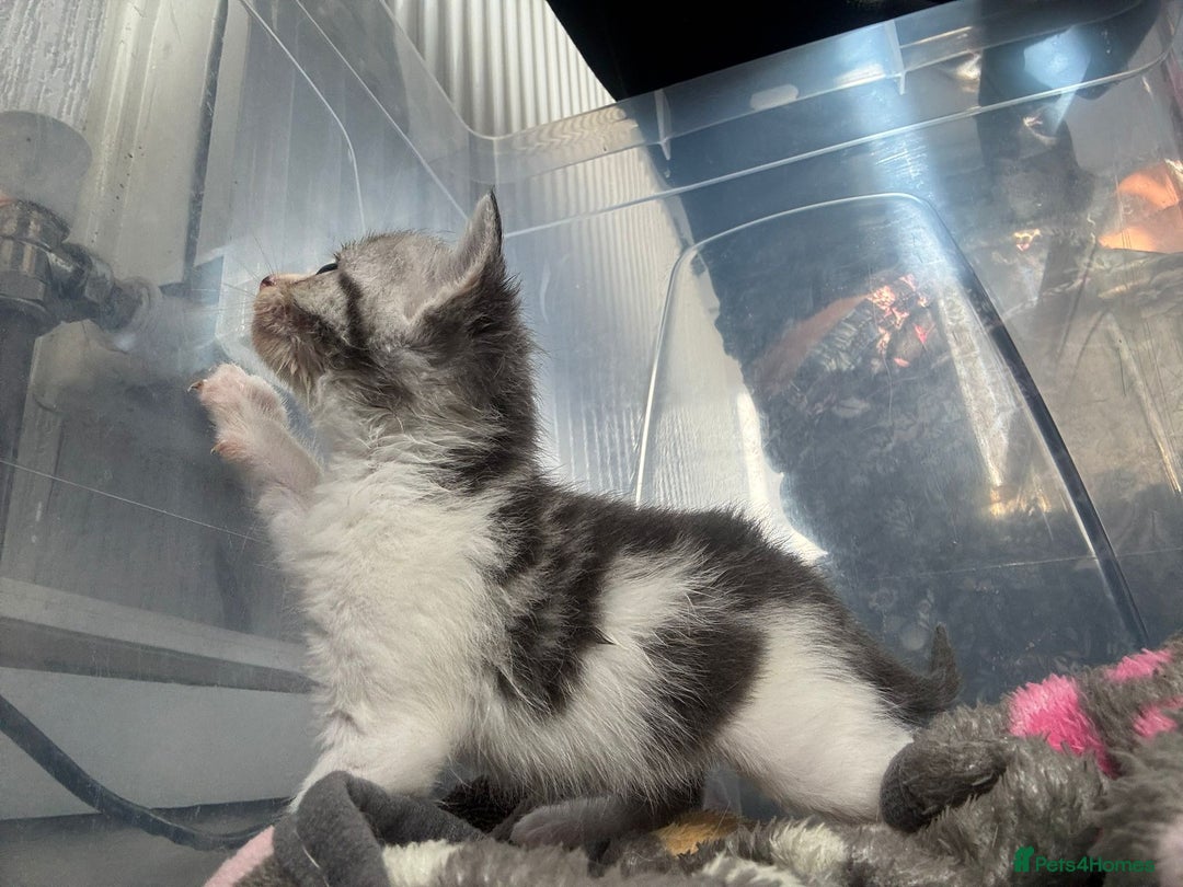 Domestic Shorthair cats for sale: Gorgeous kittens for sale. - Image 4