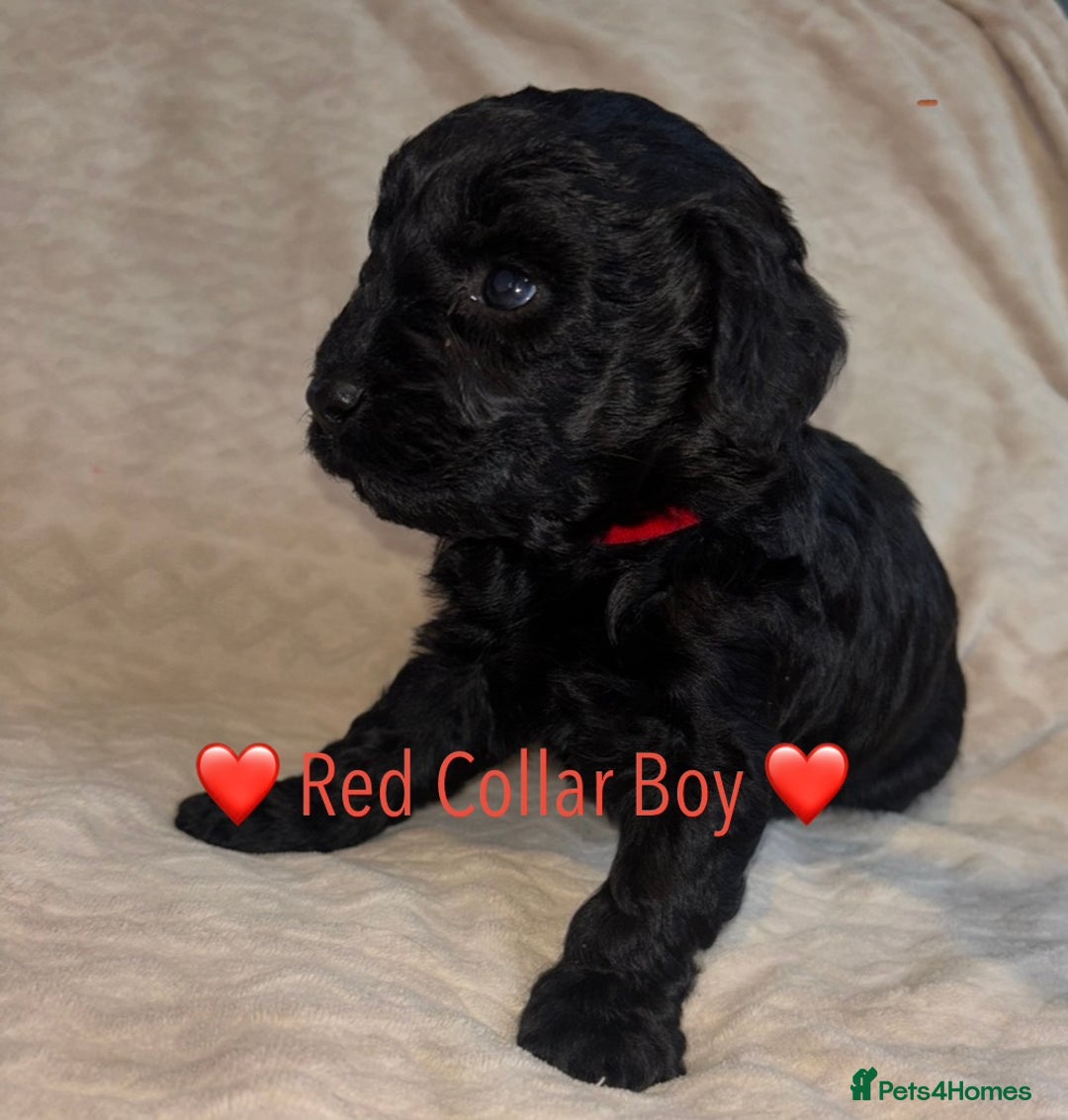 Cavapoo dogs for sale: 🐶 F1 CAVAPOO PUPPIES HEALTH TESTED PARENTS 🐶 - Advert 24