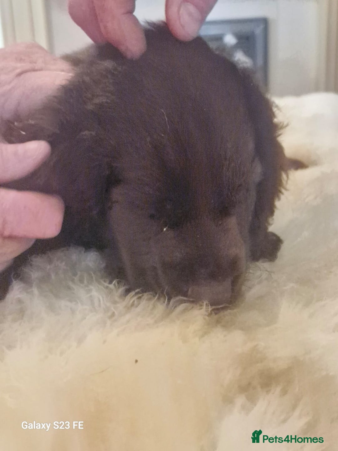 Cocker Spaniel dogs for sale: Cocker Spaniel puppies  - Image 26