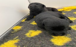 Labrador Retriever dogs for sale: Black Labrador puppies  - Image 14