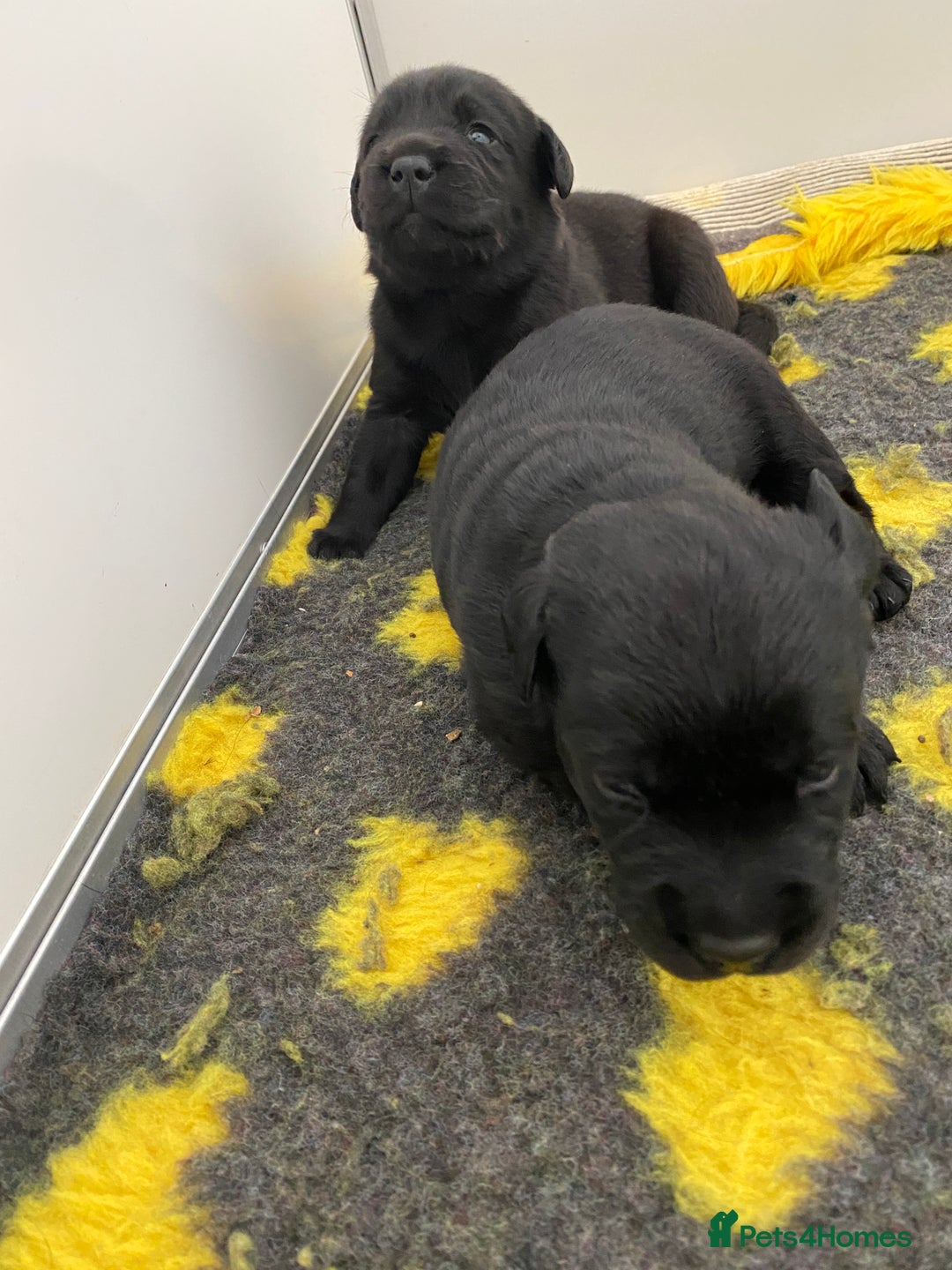 Labrador Retriever dogs for sale: Black Labrador puppies  - Image 14