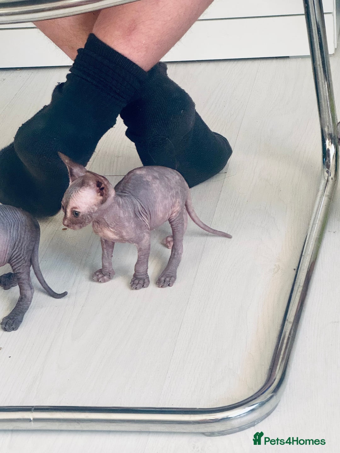 Sphynx cats for sale: 3 beautiful sphynx kittens  - Image 11