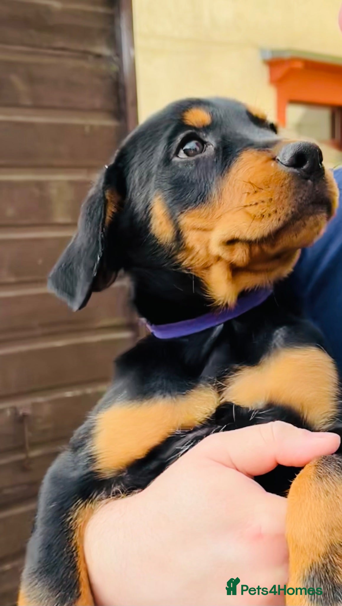 Mixed Breed dogs Rottweiler Doberman mix pups - Ready Now 1 Left! - Advert 1