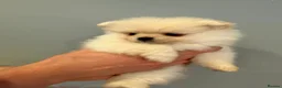 Pomeranian dogs for sale: Outstanding Pomeranian puppies  - Advert 12