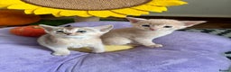Abyssinian cats for sale: Pure pedigree Tica registered Abyssinian kittens  - Advert 27