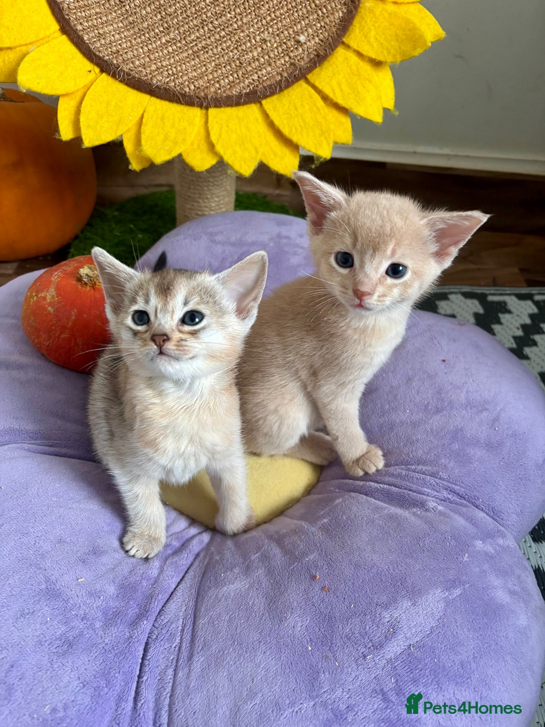 Abyssinian cats for sale: Pure pedigree Tica registered Abyssinian kittens  - Image 28