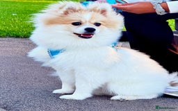 Pomeranian dogs for sale: 🐾 🐶 Adorable Purebred Pomeranian Boy 🐶 🐾 - Image 1