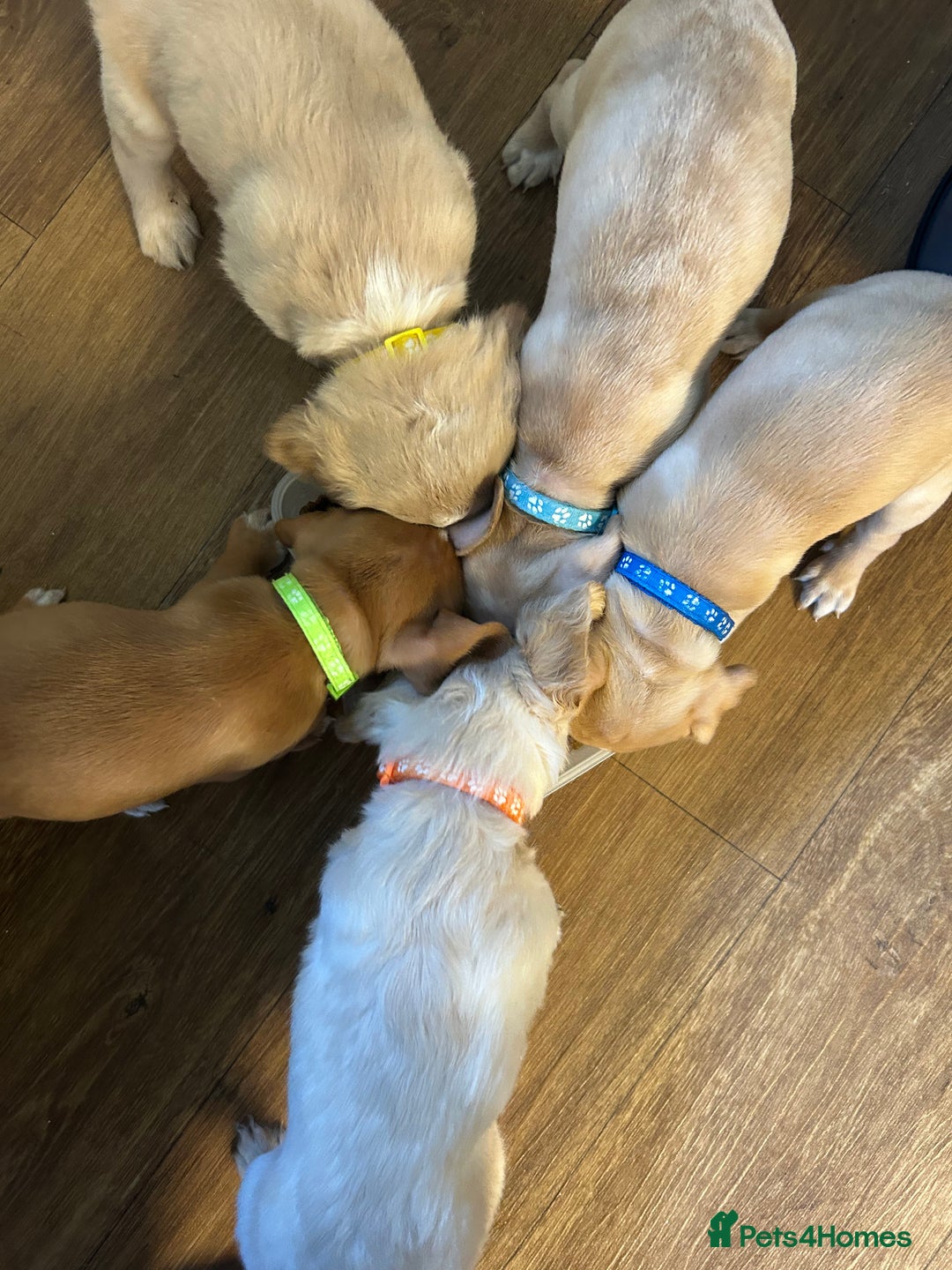 Cocker Spaniel dogs for sale: READY SOON! Working Cocker Spaniel mix Puppies  - Image 25