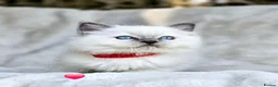 Ragdoll cats for sale: Pure Ragdoll Kittens Ready Leave Now  in Basildon - Advert 13