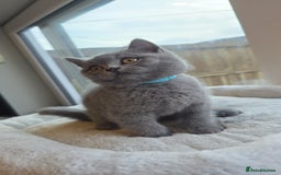 British Shorthair cats for sale: Festive Season Ready – GCCF BSH Kittens - Image 4