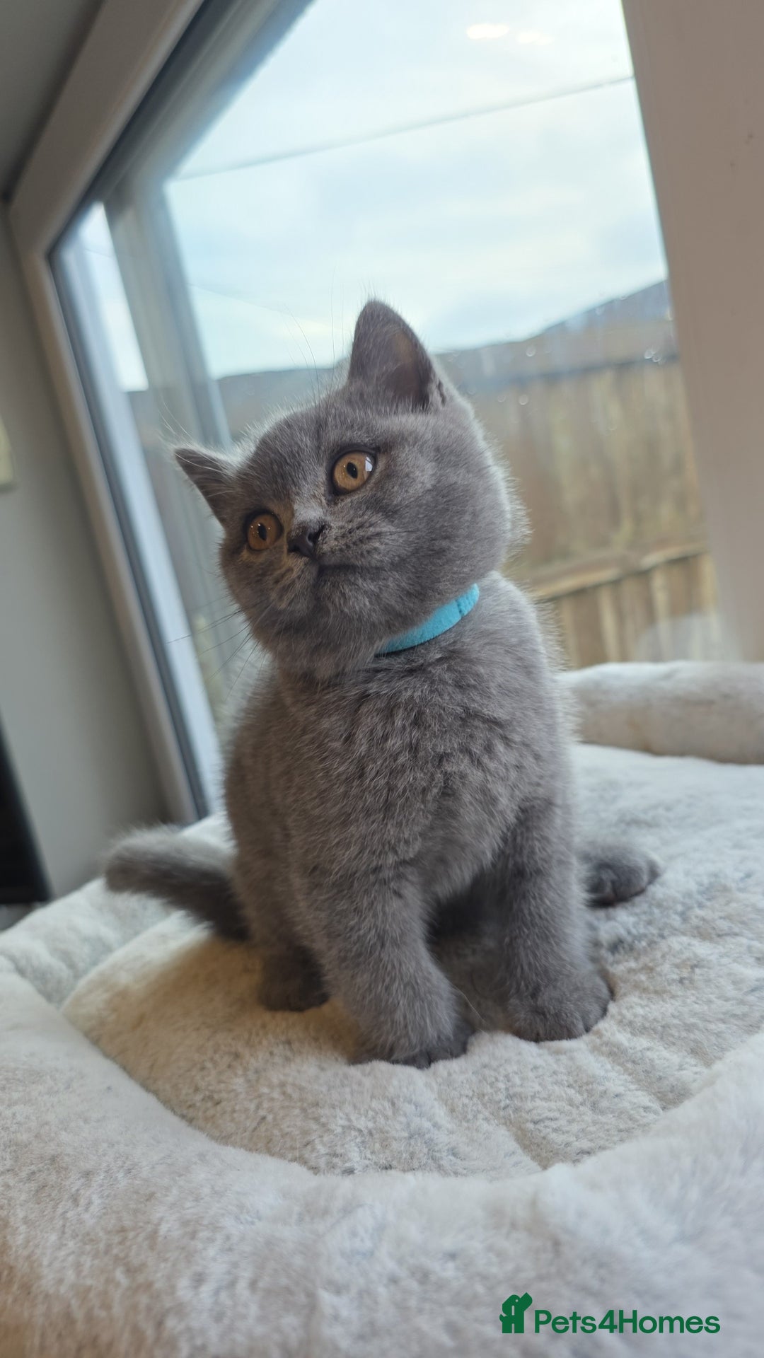 British Shorthair cats for sale: Festive Season Ready – GCCF BSH Kittens - Image 4