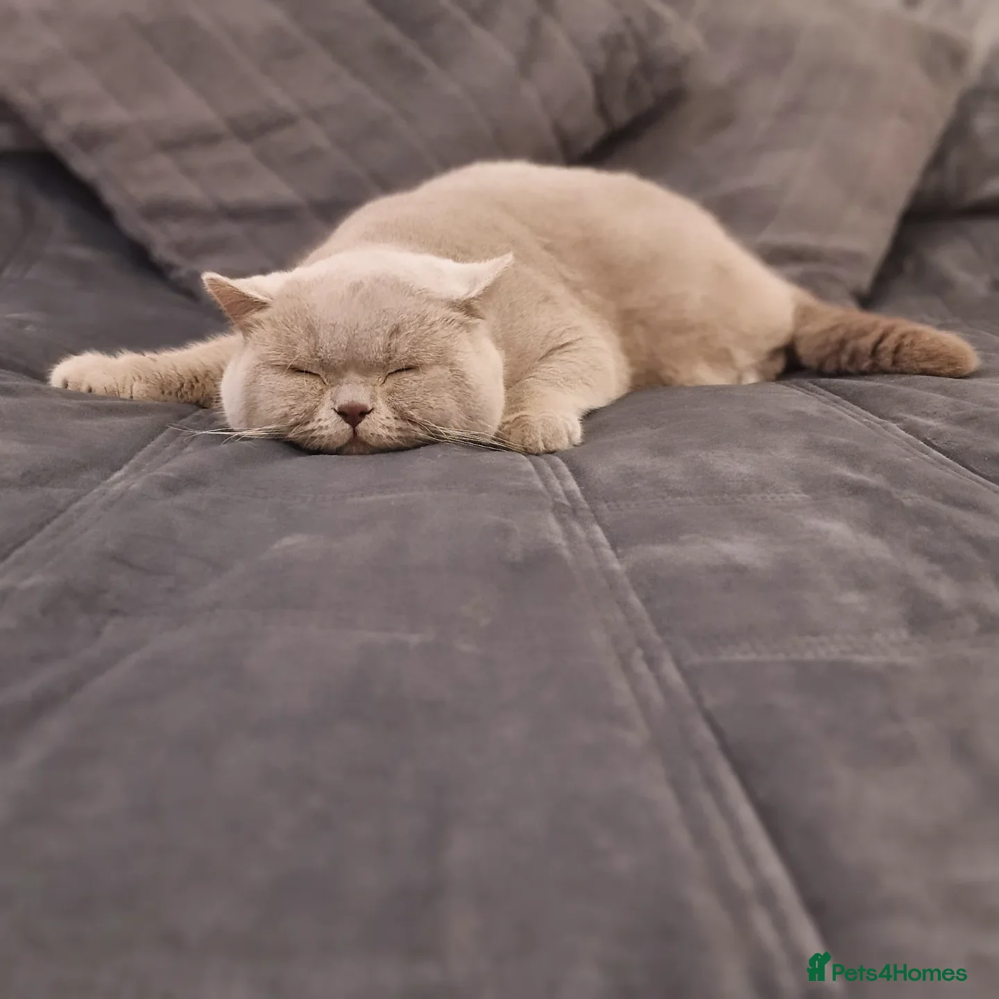 British Shorthair cats ❤️Amasing British Shorthair Lilac❤️ - Advert 7