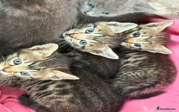 Bengal cats for sale: Beautiful farm reared bengals  - Image 16