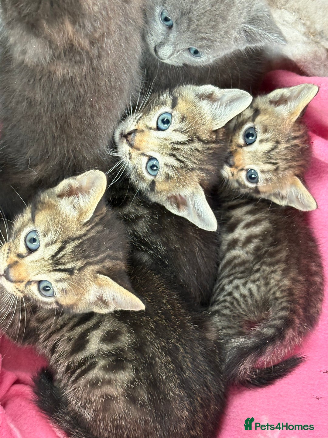 Bengal cats for sale: Beautiful farm reared bengals  - Image 16
