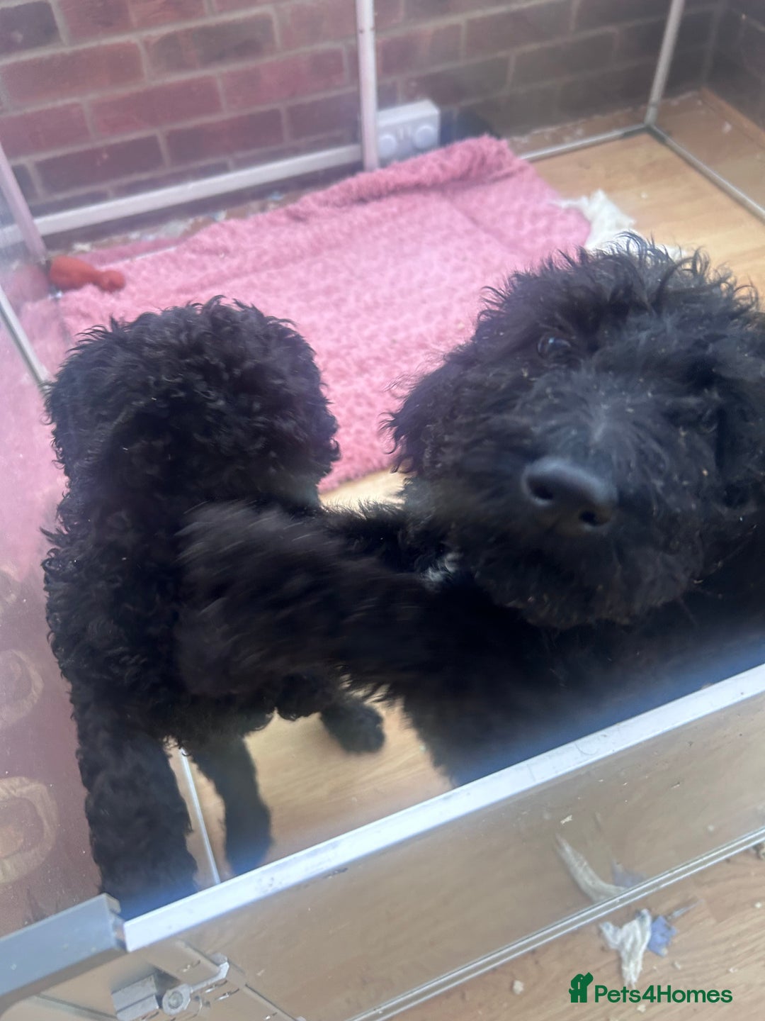 Labradoodle dogs for sale: Beautiful F1B Labradoodle Puppies, Ready now - Advert 14