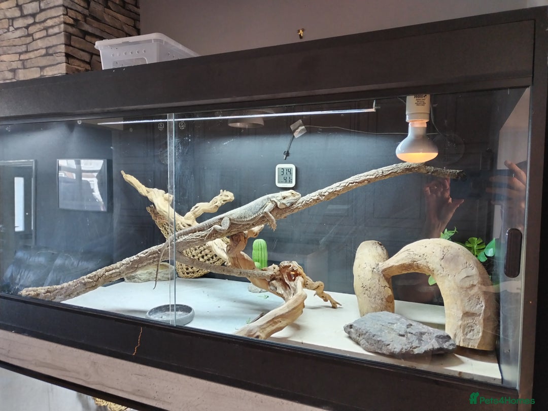 Bearded Dragon reptiles for sale: Male Bearded dragon 4 years old. 4x2x2ft vivarium - Image 6