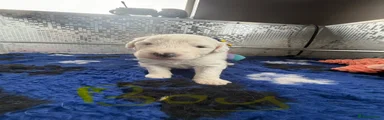 Old English Sheepdog 2