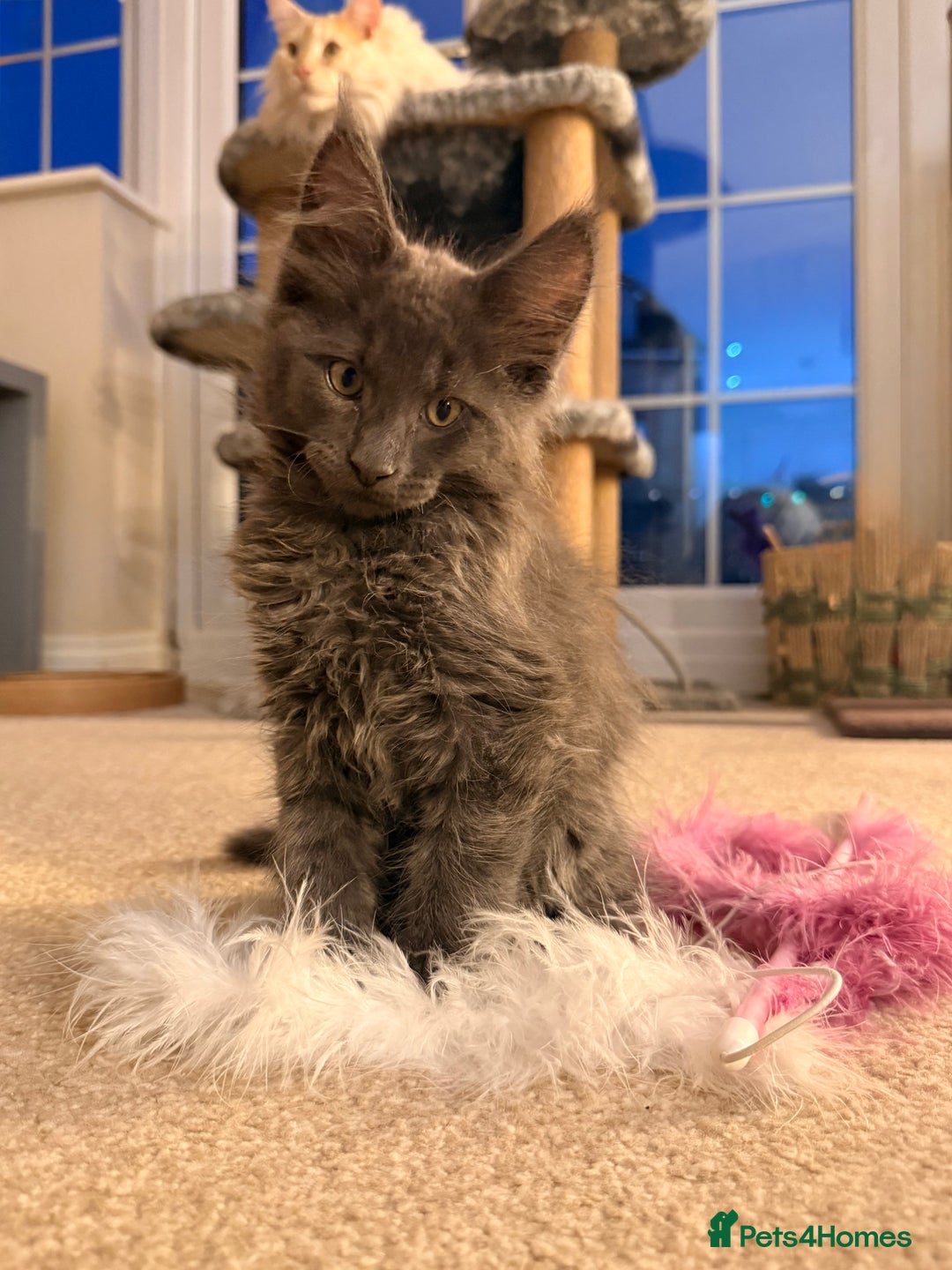 Maine Coon cats for sale: 6 remaining kittens - Advert 27
