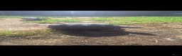 Tortoise reptiles for sale: Redfoot tortious  in Canterbury - Advert 3