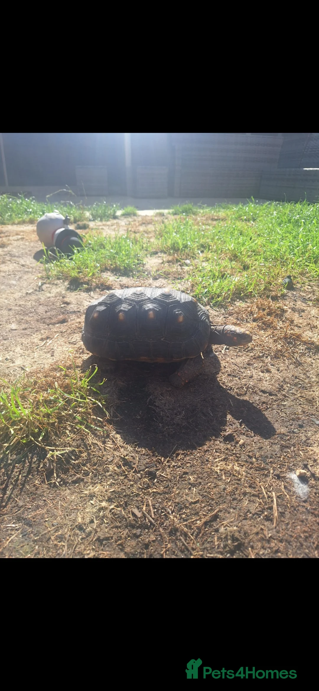 Tortoise reptiles for sale: Redfoot tortious  in Canterbury - Advert 3