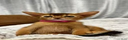 Abyssinian cats for sale: TICA Abyssinian kittens  - Advert 16