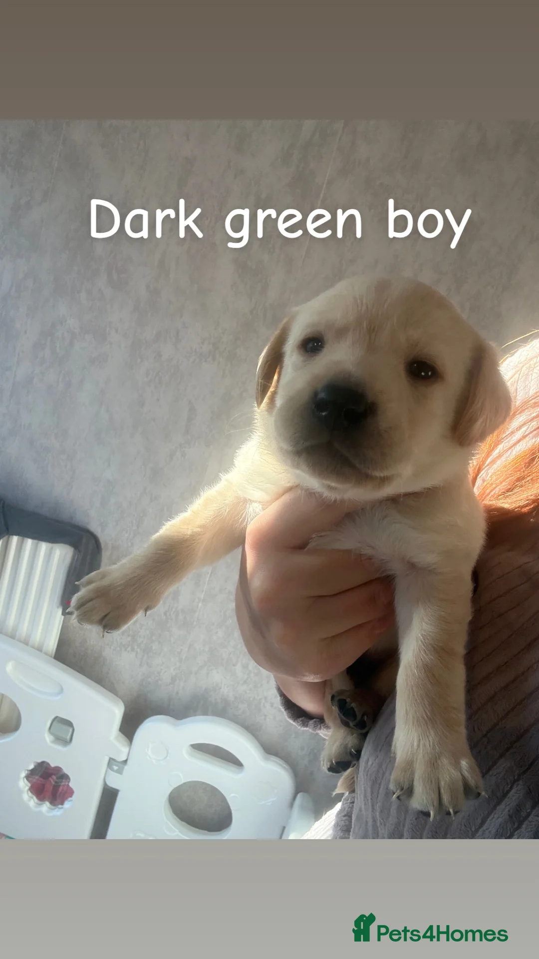 Labrador Retriever dogs for sale: Now have 5 Labrador Retriever Puppies for Sale 🐾 - Advert 12