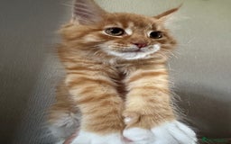 Maine Coon cats for sale: Ready now Maine Coon large Boys GCCF - Image 15