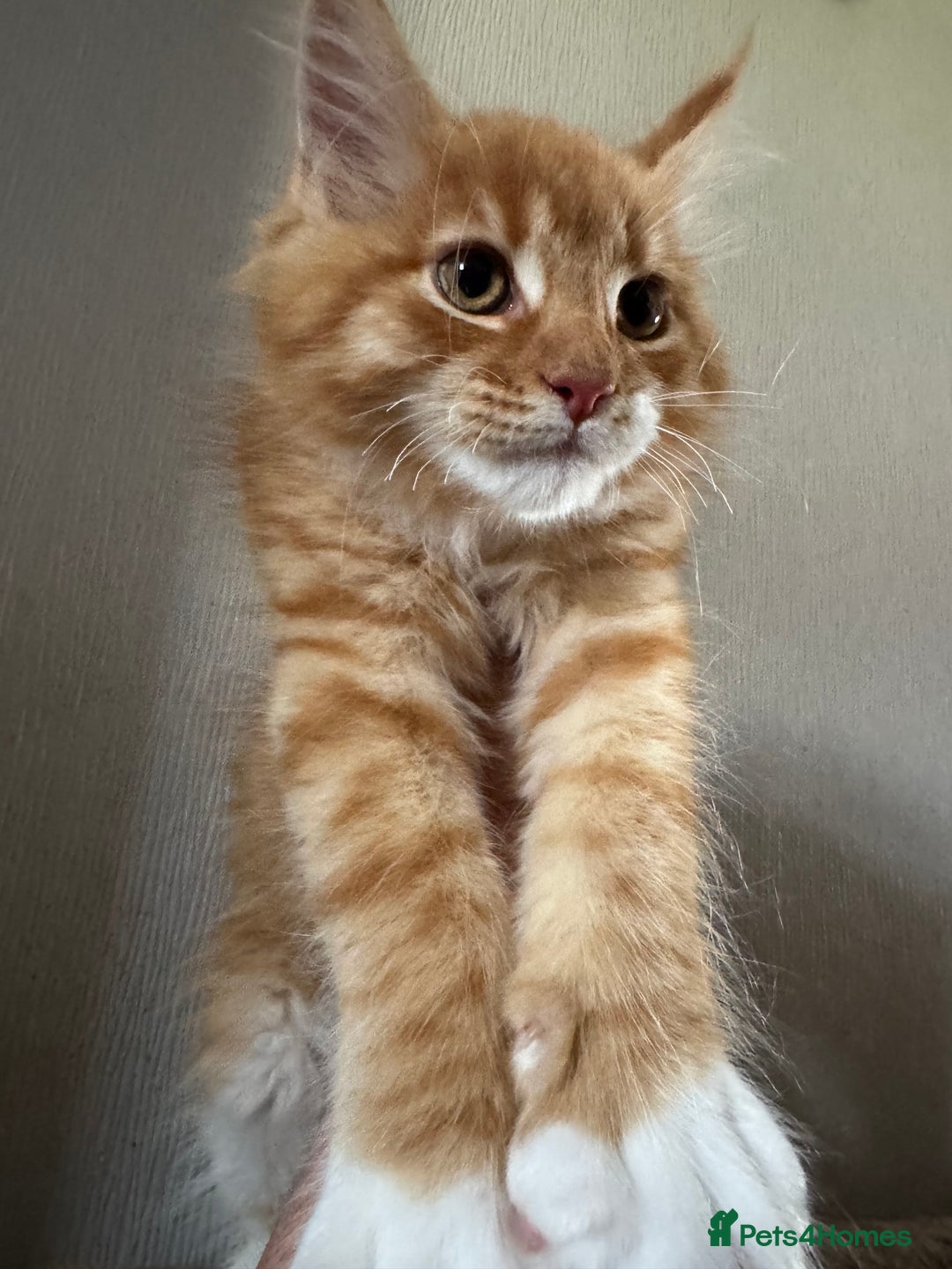 Maine Coon cats for sale: Ready now Maine Coon large Boys GCCF - Image 15