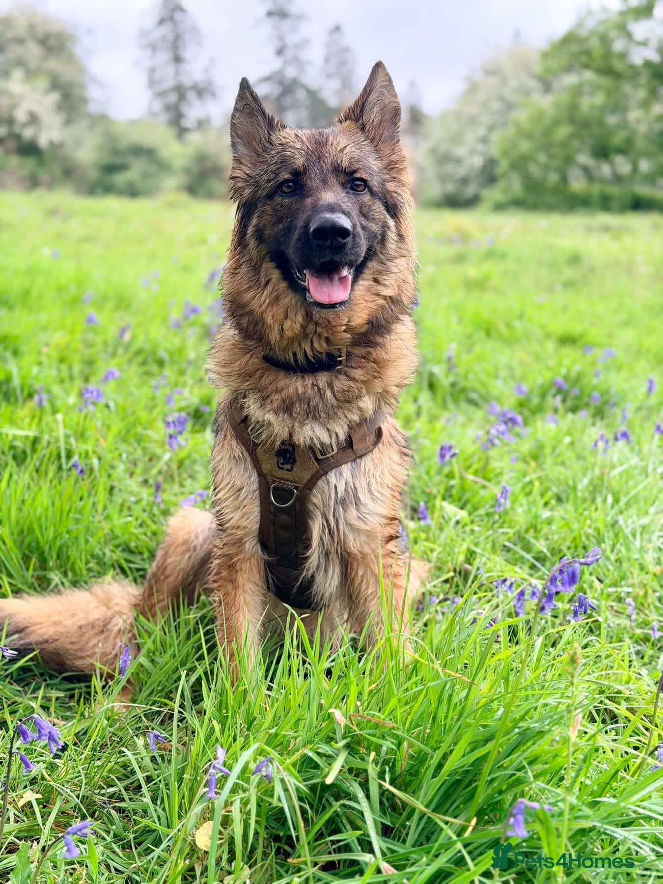 German Shepherd dogs Gentle 2 year old SPAYED German Shepherd - Advert 1