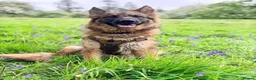 German Shepherd dogs for sale: Gentle 2 year old SPAYED German Shepherd in Exeter - Advert 1