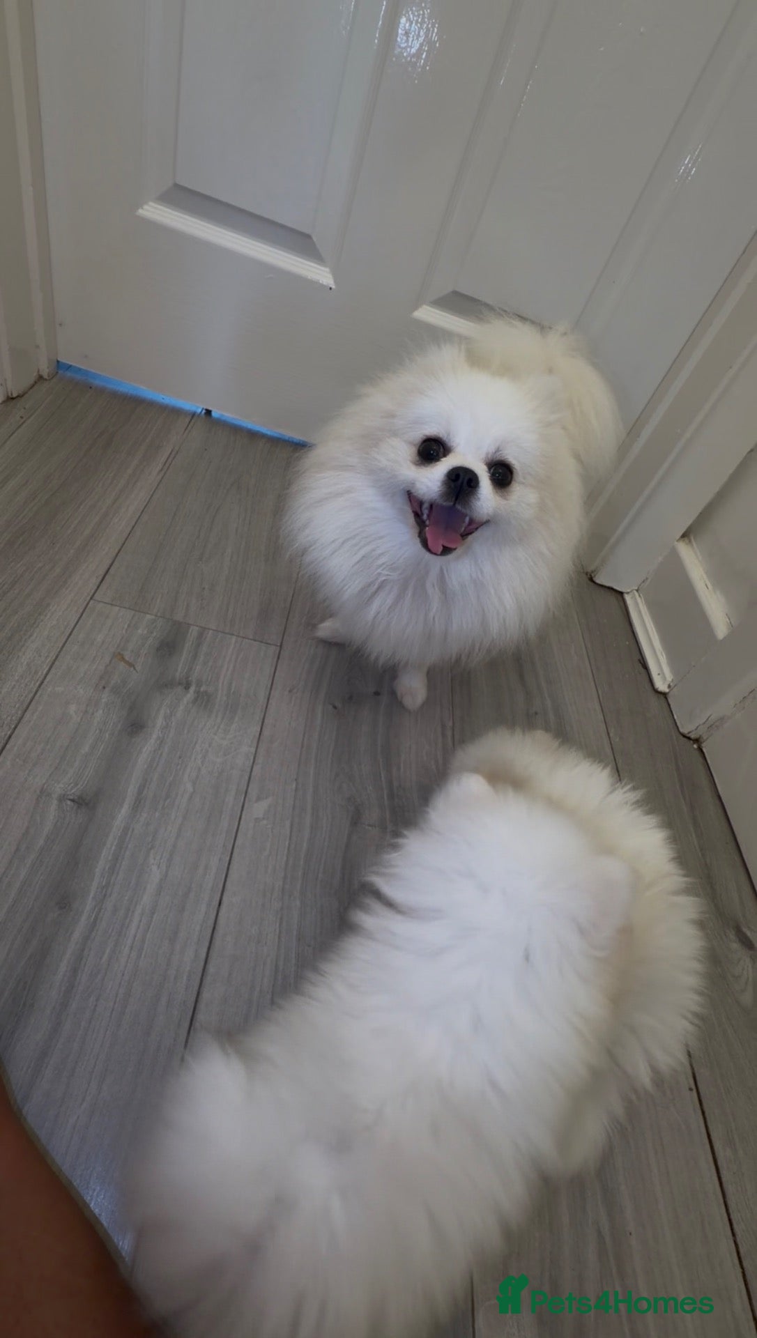 Pomeranian dogs Perfect Pomeranian’s  - Advert 5
