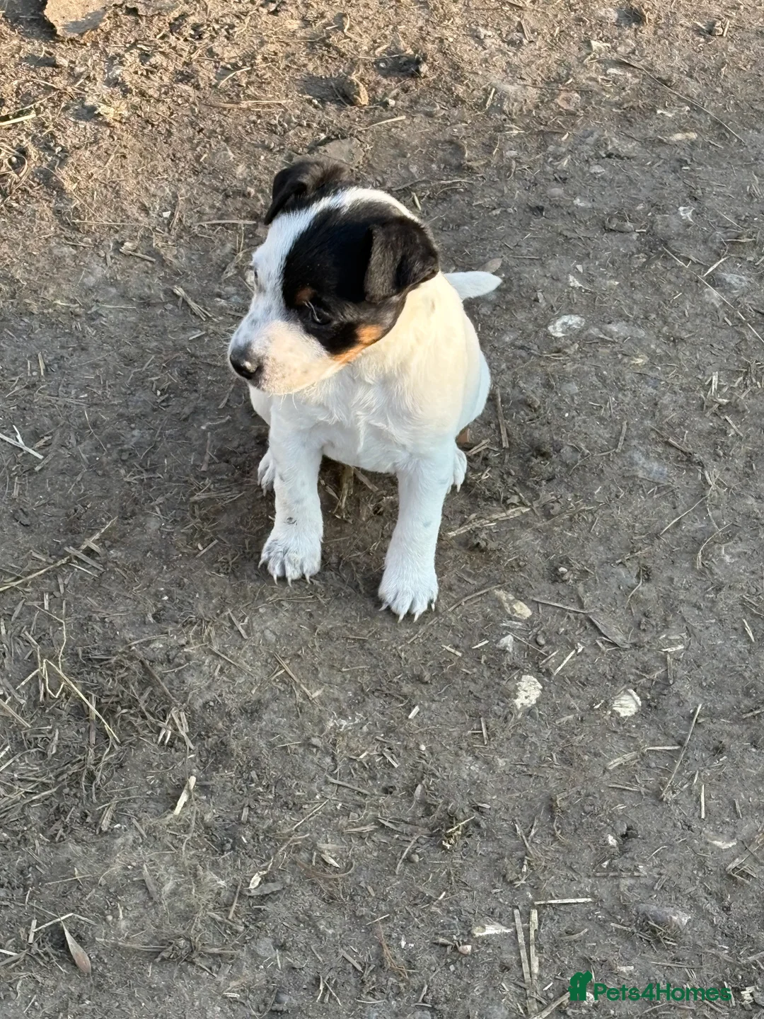 Jack Russell dogs for sale: Lovely jack russel pup - Advert 2
