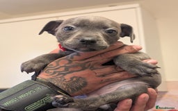 Staffordshire Bull Terrier dogs for sale: Blue/blue&white staffs - Image 24