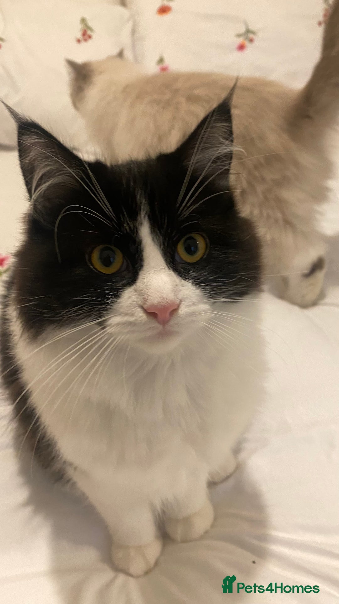 Mixed Breed cats for sale: Kittens for sale Mixed ragdoll 2 brothers  - Advert 6