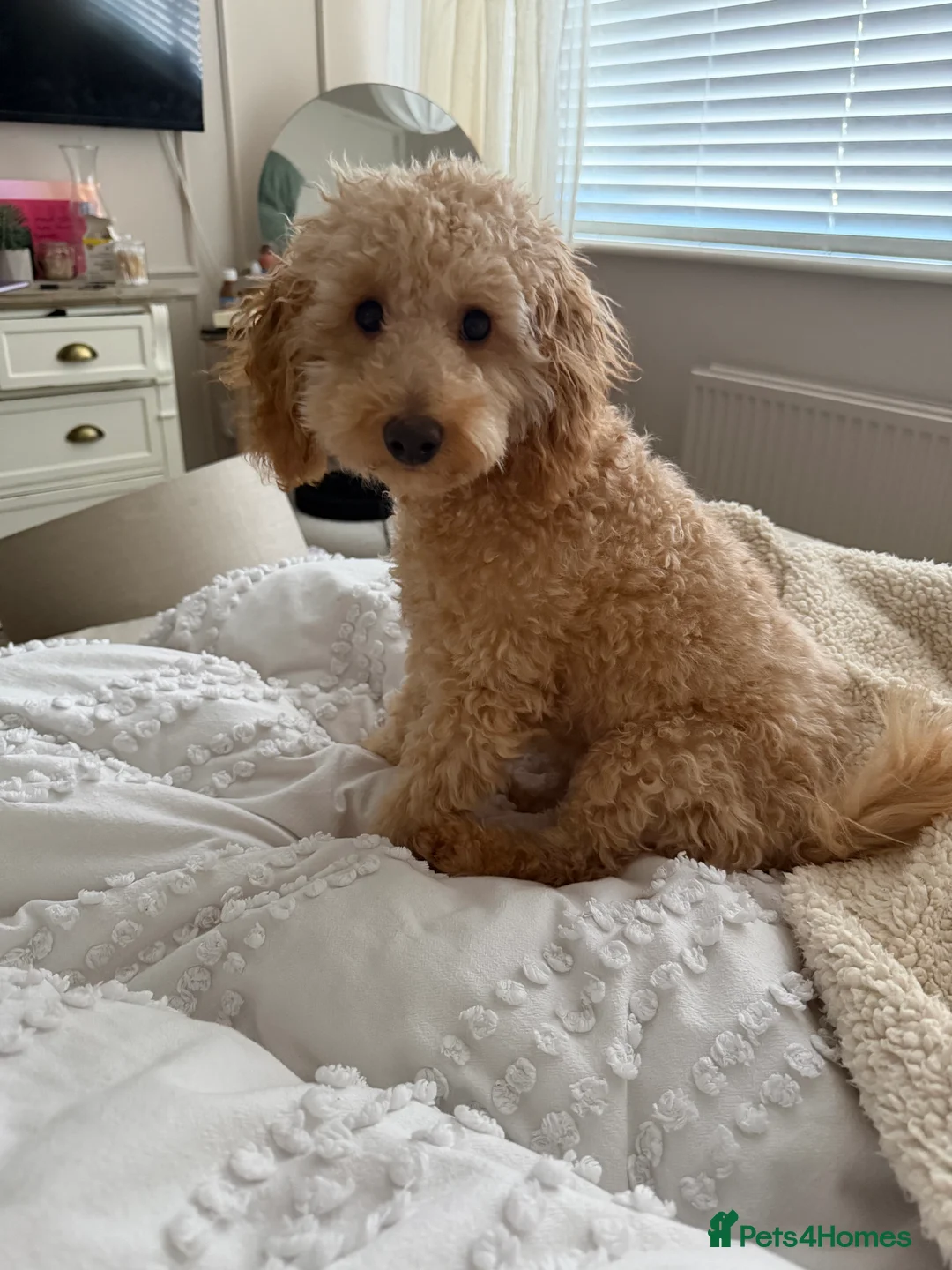 Toy Poodle dogs for sale: 7 month old male apricot toy poodle  - Advert 3