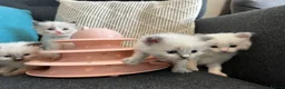 Ragdoll cats for sale: Pure ragdoll kittens sake London - Advert 9