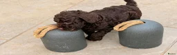 Cockapoo dogs for sale: Stunning Cockapoo Puppies — Homes for Life Only in Banbury - Advert 22