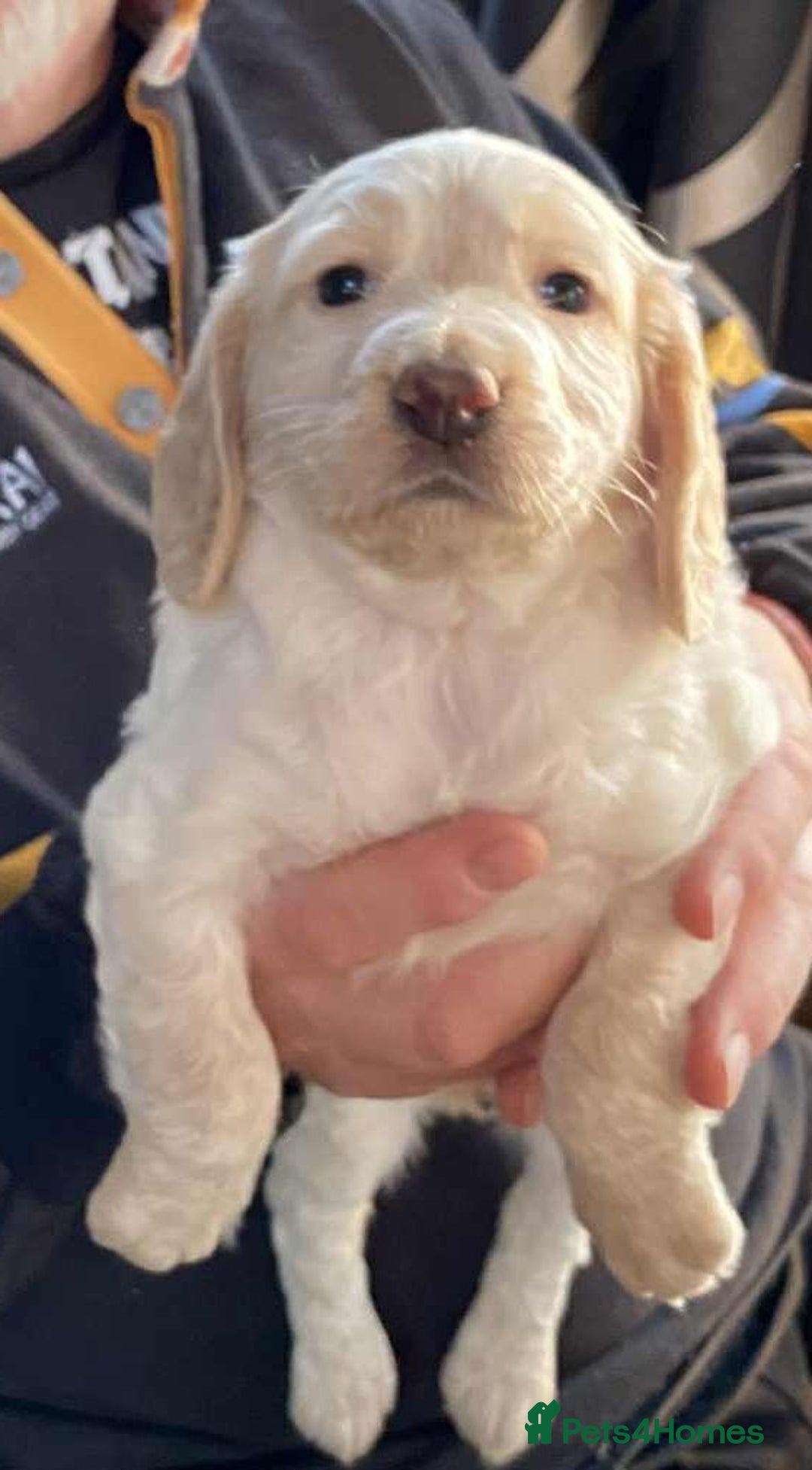 Cocker Spaniel dogs for sale: Amazing Chunky Working Cocker spaniel Puppies - Image 12