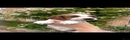 Welsh Springer Spaniel dogs for sale: Beautiful Welsh Springer Spaniel Puppies For Sale - Advert 8