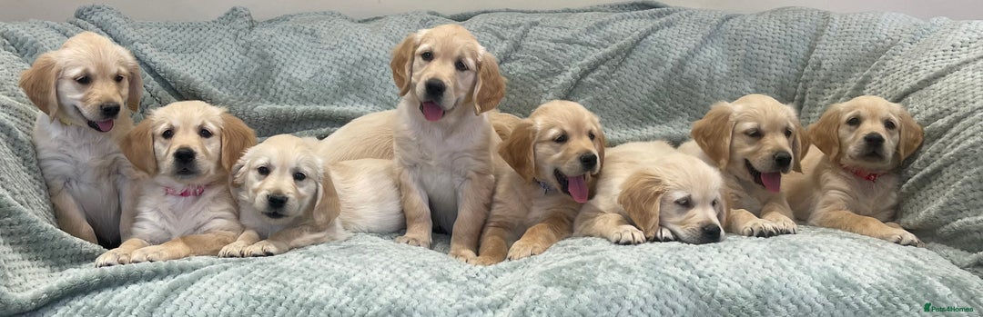 Golden Retriever dogs for sale: Quality Litter Of KC Reg Golden Retriever Puppies  - Image 13