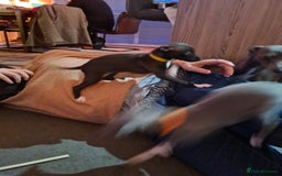 Italian Greyhound dogs for sale: Beautiful italian greyhound  - Image 6