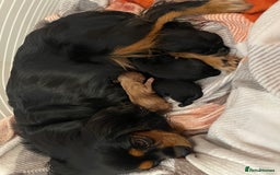 Cavapoo dogs for sale: Cavapoo - Image 14