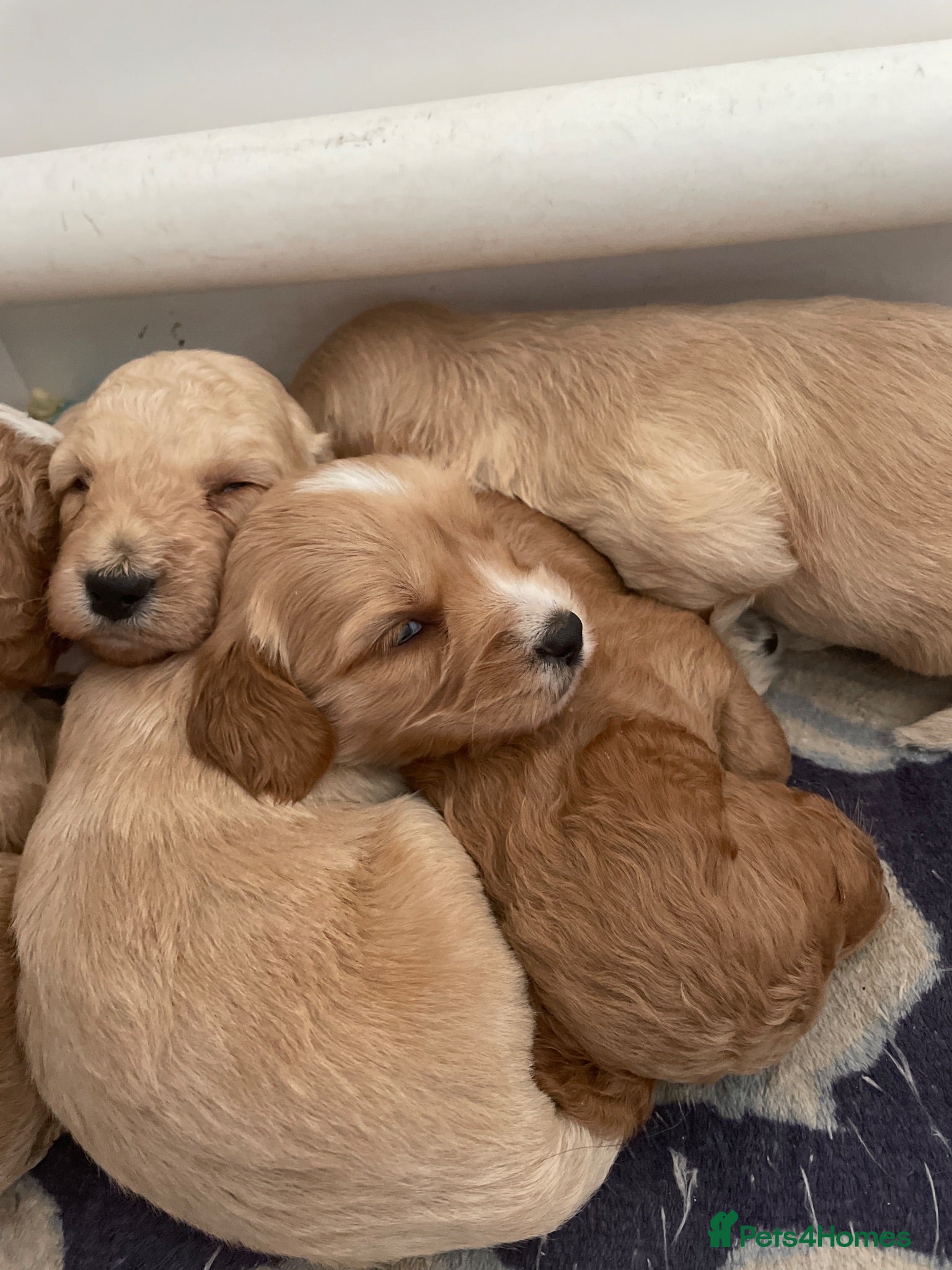 Cockapoo dogs Cockapoo puppies - Advert 1