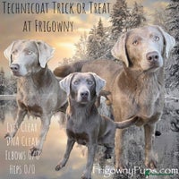 Labrador Retriever dogs - Advert 9