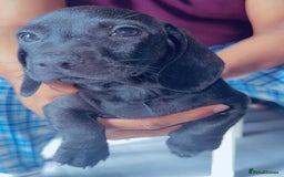 Miniature Dachshund dogs for sale: Last girl ready to go. Beautiful mini dachshund. in Coalville - Image 2