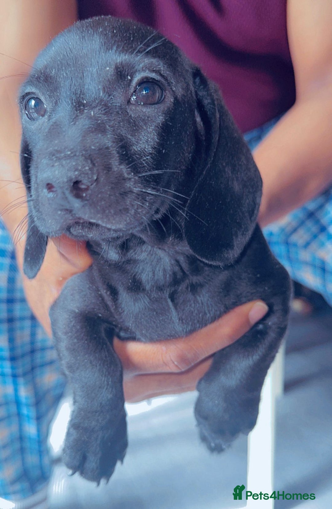Miniature Dachshund dogs for sale: Last girl ready to go. Beautiful mini dachshund. in Coalville - Image 2
