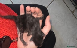 Siamese cats for sale: Siamese X British short hair  - Image 7