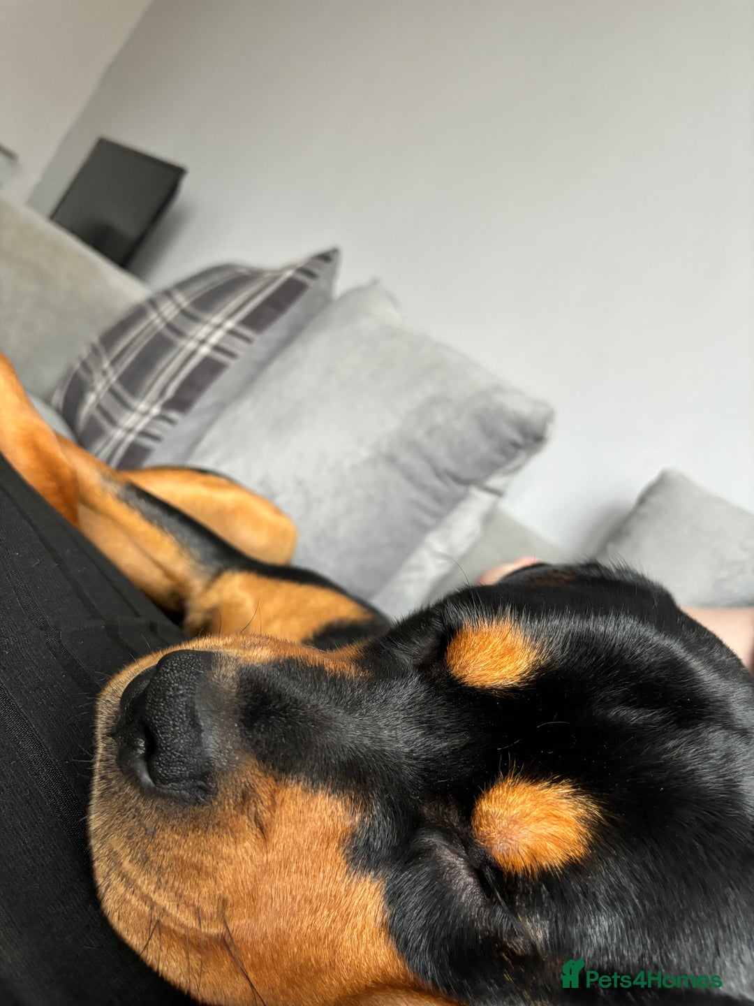 Rottweiler dogs for stud: Bruce the Rottweiler  - Image 7