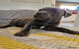 Staffordshire Bull Terrier dogs for sale: Blue Staffordshire Bull Terrier Puppies in Street - Image 16